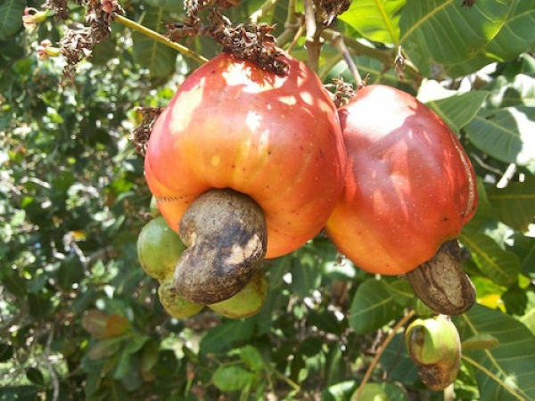 Togo: Minister of trade launches in Kara a program to boost cashew and shea value chains