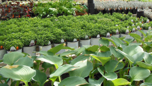 Journ&eacute;e de l&rsquo;arbre : pr&egrave;s de 2 millions de plants mis en terre