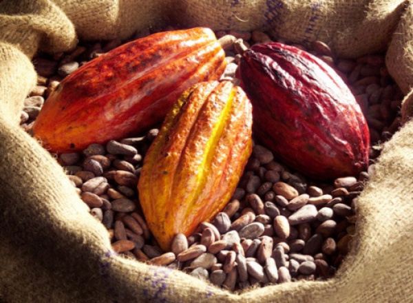 Togo’s Coffee and Cocoa Exports Jump 50% in 2024-2025 Season