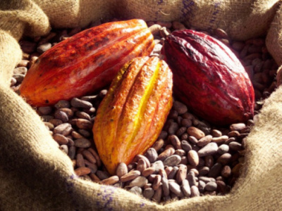 togo-s-coffee-and-cocoa-exports-jump-50-in-2024-2025-season