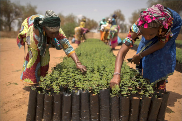 FAO: jusqu’à 10 000 dollars de subventions au profit de coopératives agro-forestières