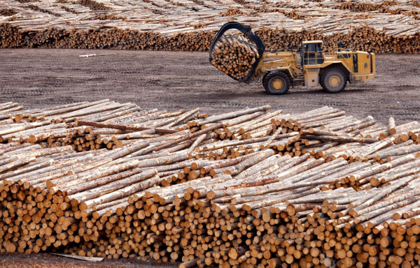 Togo : Tout savoir sur l’achat des bois énergie et bois de services