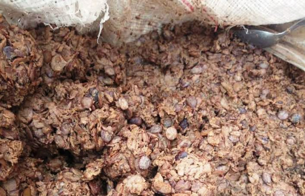 Togo : encore peu structurée, le Néré, une filière en pleine expansion