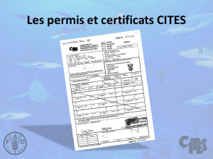 Togo : Tout savoir sur la d&eacute;livrance des permis/certificats CITES