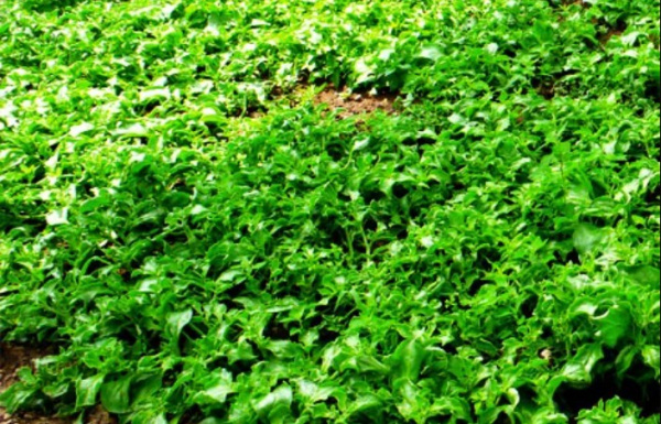 Togo Seeks Consultant to Guide Investment and Growth in Agro-Industry