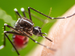 Togo: Health ministry investigates several dengue cases