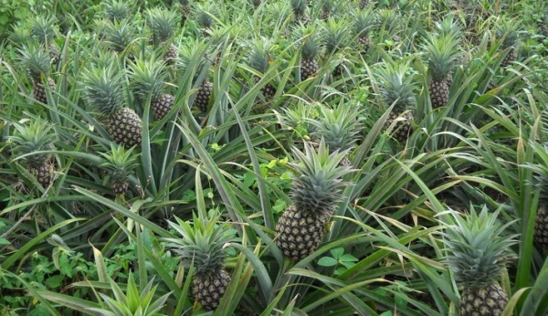 Les exportations d’ananas ont rapporté 1,5 milliard en 2018