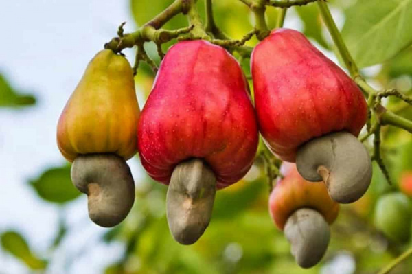 Togo exported 15,000 Mt cashew nuts during 2018 agricultural campaign