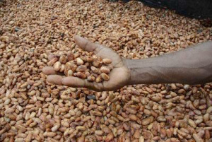 Togo : De 2014 &agrave; 2017, le Programme d&rsquo;Appui au Secteur Agricole a g&eacute;n&eacute;r&eacute; plus de 45 000 hectares de caf&eacute;i&egrave;res et de cacaoy&egrave;res