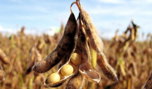 De nouvelles dispositions pour la campagne de commercialisation du Soja au Togo