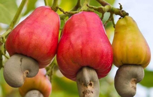 Togo: Cashew output expected to pass 40,000 tons in 2023