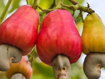 togo-cashew-output-expected-to-pass-40-000-tons-in-2023