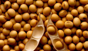 Togo : les producteurs de soja tablent sur 500 000 tonnes annuelles &agrave; l'horizon 2028