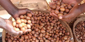 Togo : Vers une strat&eacute;gie nationale pour renforcer l&rsquo;industrie du Karit&eacute;