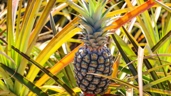 2018-2022 : beau temps pour la filière ananas !
