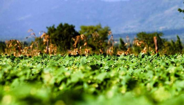 Togo : comment inciter plus de jeunes à entrer dans l’Agro-business, pour une production plus performante et technologique ?