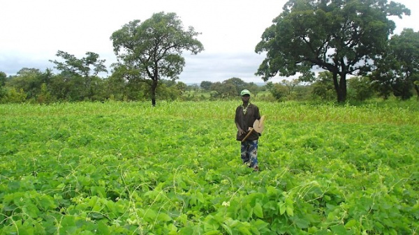 Togo : un recensement des terres agricoles va être lancé