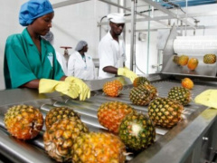 Togo: HAUQE Holds Workshop to Enhance Agri-Food Quality Standards