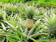 Togo Begins Validation of Organic Production Standards
