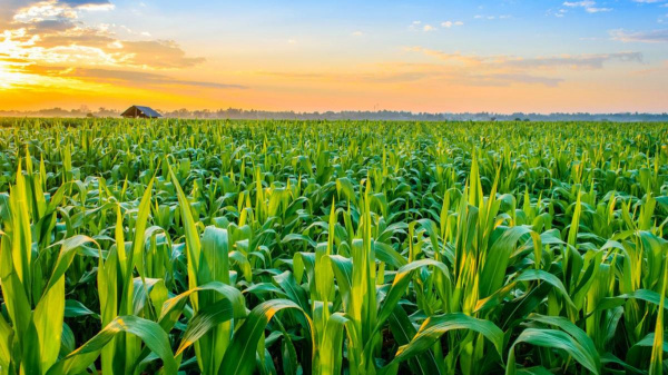 Togo : la BOAD annonce 30 milliards FCFA additionnels pour les agropoles 