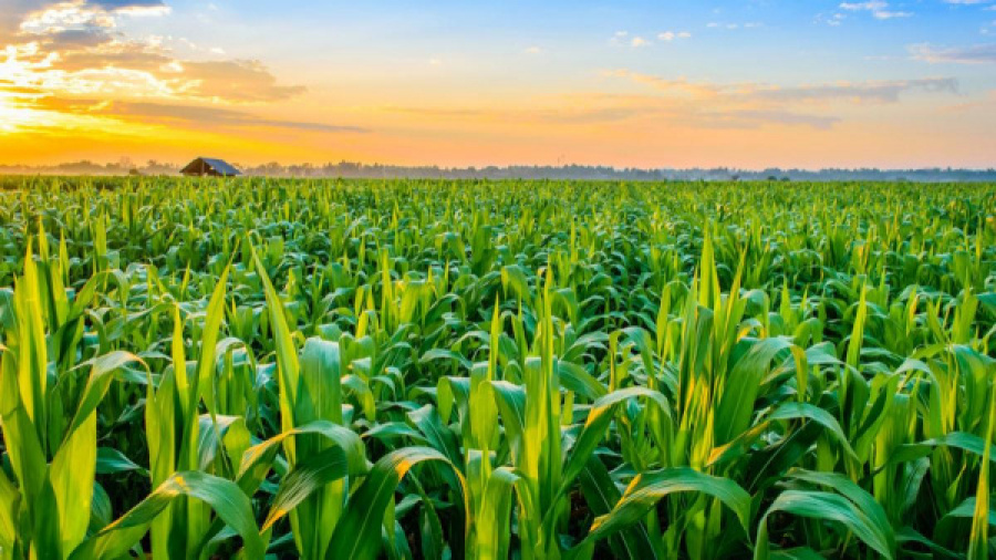 Togo : la BOAD annonce 30 milliards FCFA additionnels pour les agropoles 