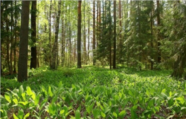 Togo launches FAO-supported call for forest restoration projects in Plateaux region