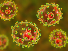 Togo Takes Preemptive Action Against Lassa Virus