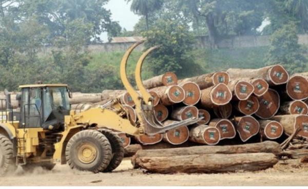 Permis de circulation des produits forestiers : Comment l’obtenir ?