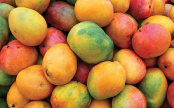 Mango production in Togo: Latest figures show improved production