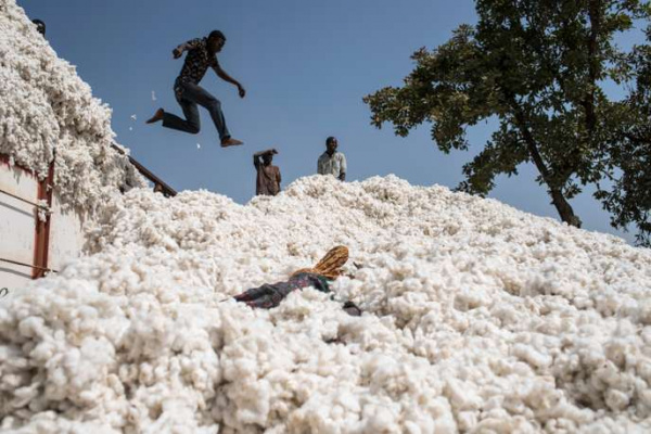 Togo: les cotonculteurs se remobilisent autour de l’objectif 200 000 T à l’horizon 2022