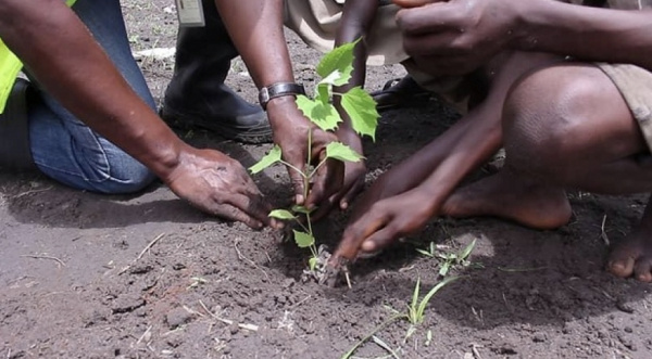 Togo : comment se faire accompagner (techniquement) sur les projets de reboisement ?