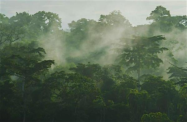 Redd+ commits to helping Togo boost its forest cover