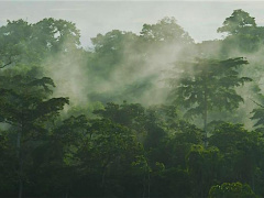 Redd+ commits to helping Togo boost its forest cover