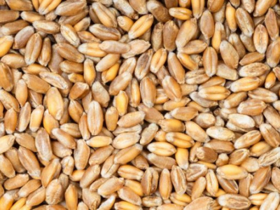 russia-is-togo-s-biggest-wheat-supplier-wto