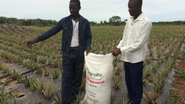 Vers l’implantation de Biophyto au Togo ?