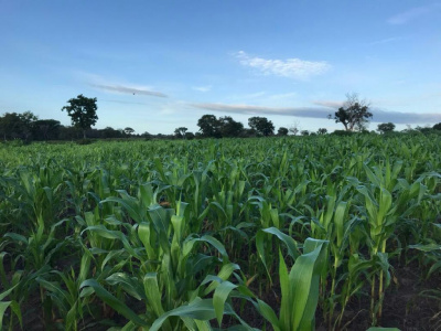 togo-la-banque-mondiale-debloque-300-millions-pour-le-secteur-agricole