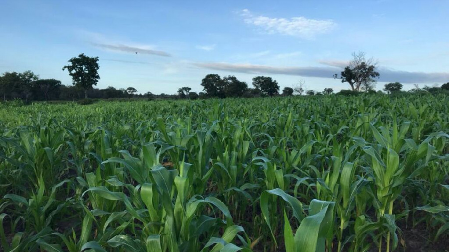 Togo : la Banque mondiale débloque 300 millions $ pour le secteur agricole