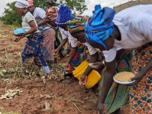 Togo :&nbsp; la campagne de production du soja a d&eacute;marr&eacute;