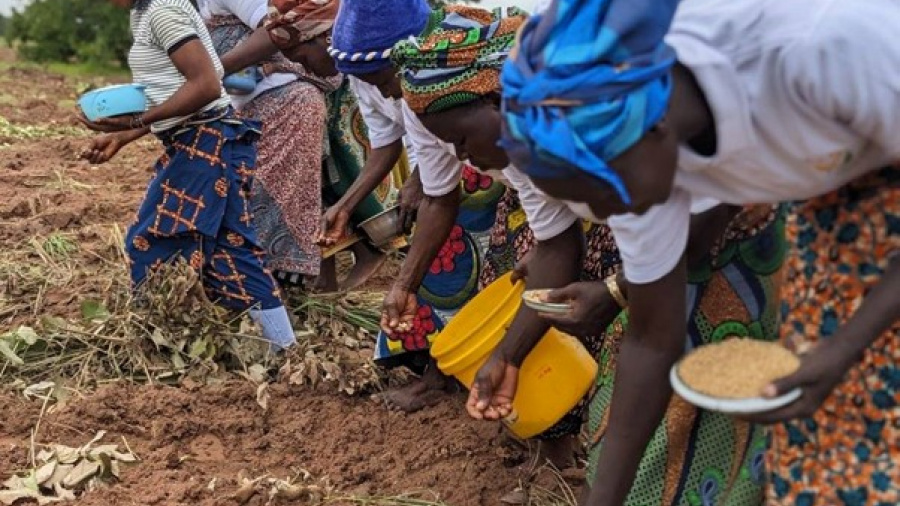 Togo :  la campagne de production du soja a démarré