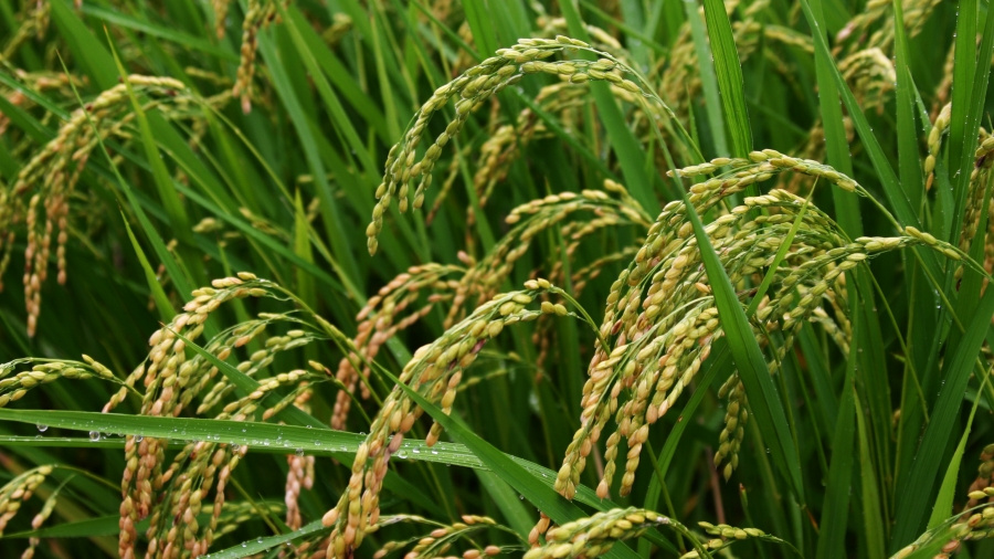 Togo : lancement du projet RICOWAS pour stimuler la riziculture
