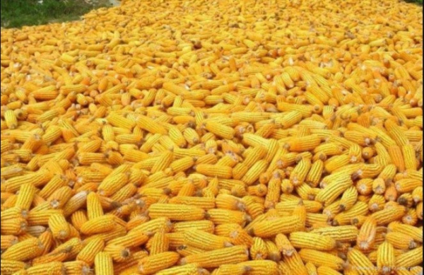 Togo produced more corn last year than in 2020