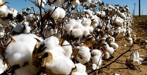 Togo: Tandjouaré cotton growers expect 5,000 tons during the 2018/19 campaign