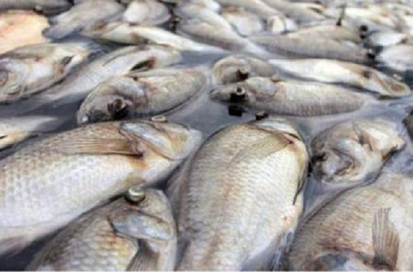 Togo: Fishing output surges 30% in 2020-2023