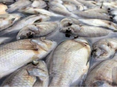 togo-fishing-output-surges-30-in-2020-2023