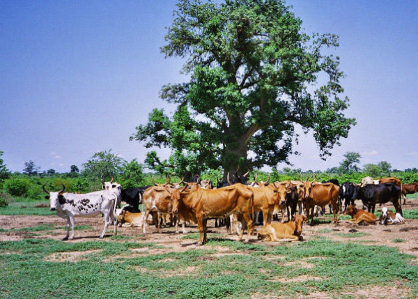 Togo : un demi-milliard pour développer des zones de production bovine