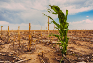 I&amp;P va appuyer des PME du secteur climatique, au Togo et dans sept autres pays d'Afrique de l&rsquo;ouest