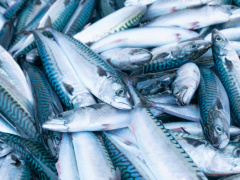 fishery-togo-seeks-cfa20-billion-to-develop-the-sector
