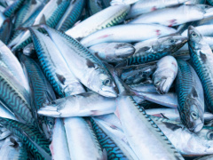 Fishery: Togo seeks CFA20 billion to develop the sector