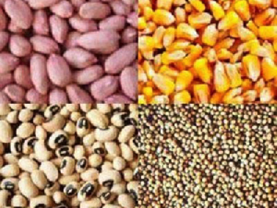 togo-certified-seeds-cost-higher-this-season-compared-to-the-previous-season