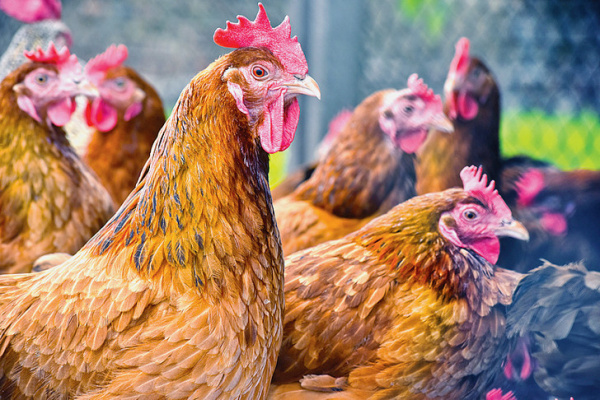 Togo bans poultry imports from six countries